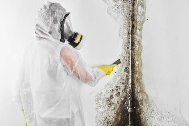 Best Attic Mold Removal  in Superior, WI