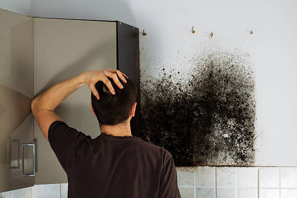 Best Professional Mold Removal  in Superior, WI