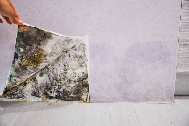 Best Mold Inspection  in Superior, WI